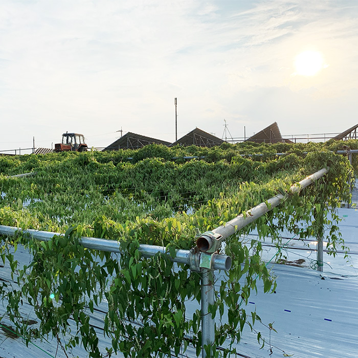 高級自然薯 土の香の農園の写真